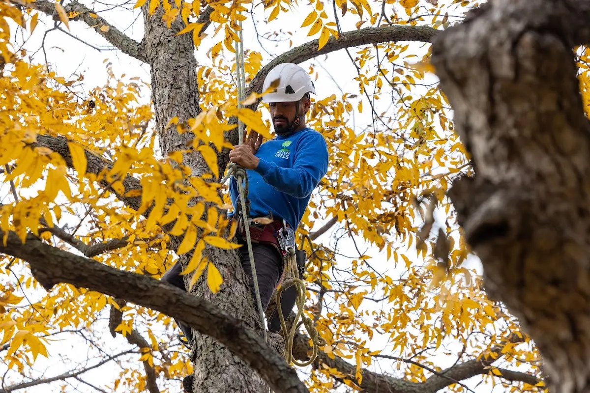 Skilled Tree Transplanting crew working in Perrysburg