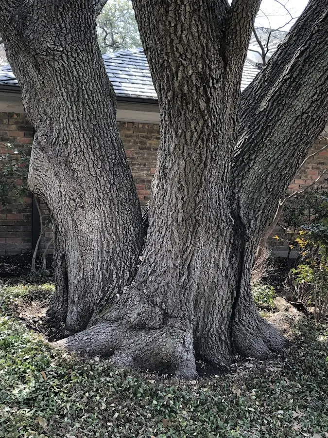 Mature heritage tree close to a Perrysburg property cared for by certified arborists